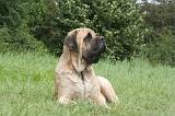 MASTIFF 066